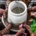 Thailand farmers are now feeding cannabis to their chickens. Photo: Supplied/Food For Mzansi