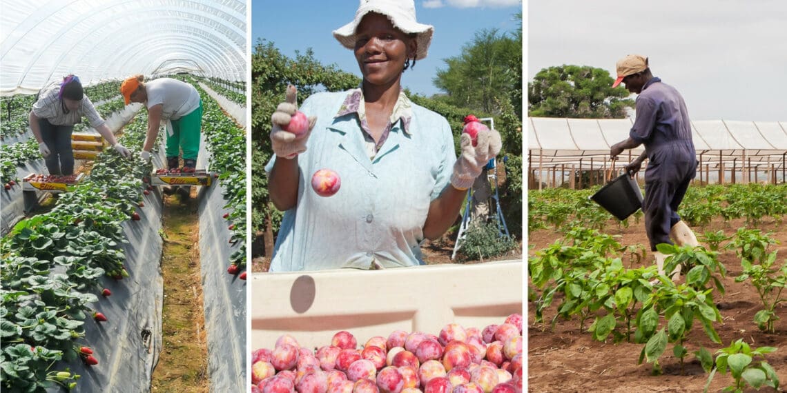 Employment in the agricultural sector has proven increasingly invaluable in recent years amid South Africa's worsening economic state. Photos: Supplied/Food For Mzansi