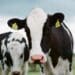 The not-so-simple ABC’s of milk fat production