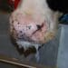 New FMD variant: Foot-and-mouth disease remains a concern for dairy farmers in the Eastern Cape, as seen here with a cow displaying excessive nasal drip. Photo: Supplied/National Veterinary Institute, DTU Vet/MSD Veterinary Manual
