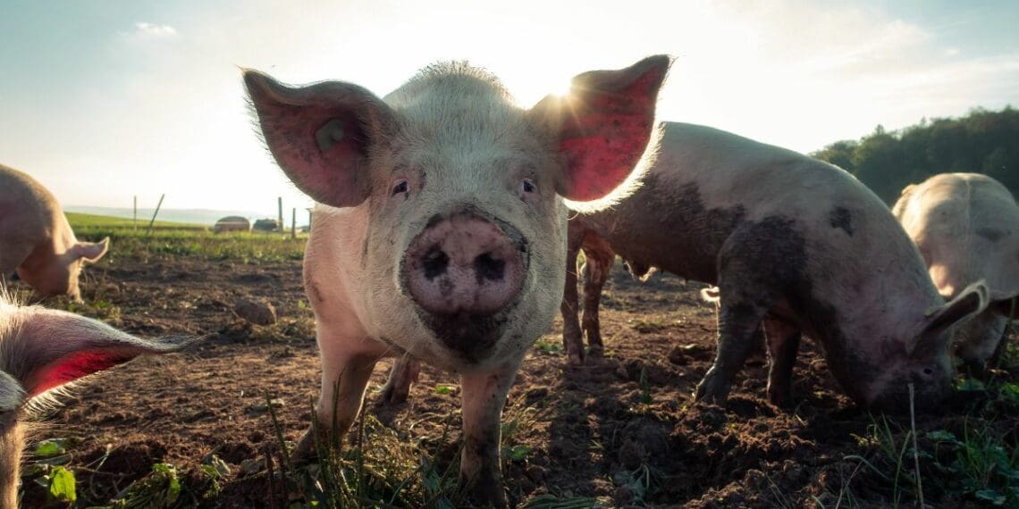 Foot-and-mouth disease affects cloven-hoofed animals like pigs, cows, and goats. Photo: Supplied/Food For Mzansi