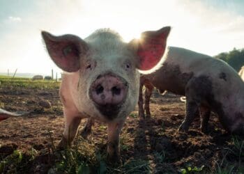 How to spot foot-and-mouth disease early