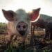 How to spot foot-and-mouth disease early