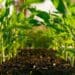 Conservation agriculture: Adopt perfect practices