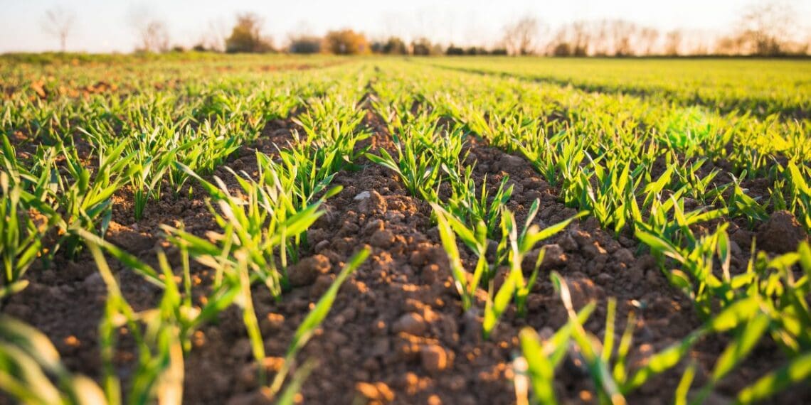 Northern Cape farmers are calling on the provincial government to act vacant and acting positions that hampers service delivery. Photo: Supplied/Food For Mzansi