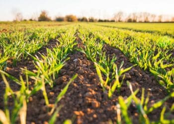 Carbon credits: How farmers can reap the rewards