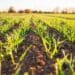 Carbon credits: How farmers can reap the rewards