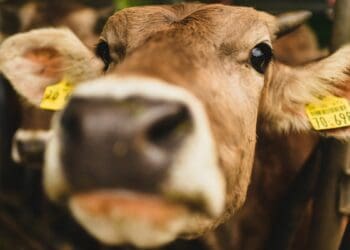 What to look for when formulating dairy cow rations