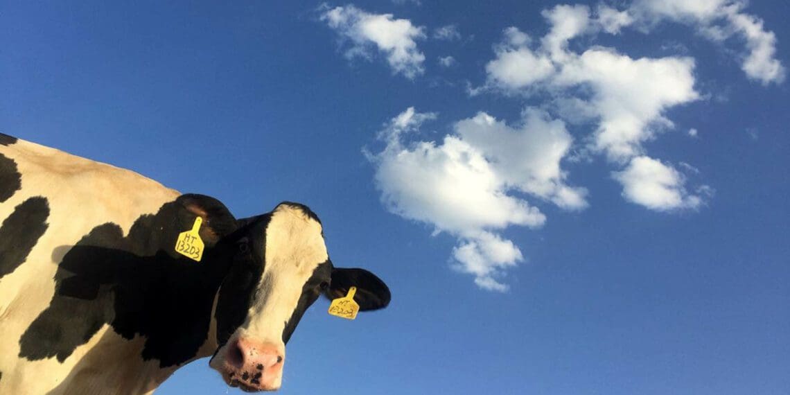 Meadow Feeds is celebrating 80 years in the animal feed industry! Photo: Supplied/Food For Mzansi