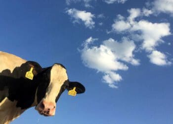 Meadow Feeds: Celebrating 80 years in animal nutrition