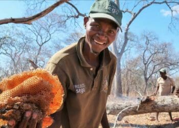 Yao honey-hunters harvesting a honeybee nest in Niassa Special. Reserve, Mozambique, where human-honeyguide cooperation still thrives. Photo: Supplied/Jessica van der Wal