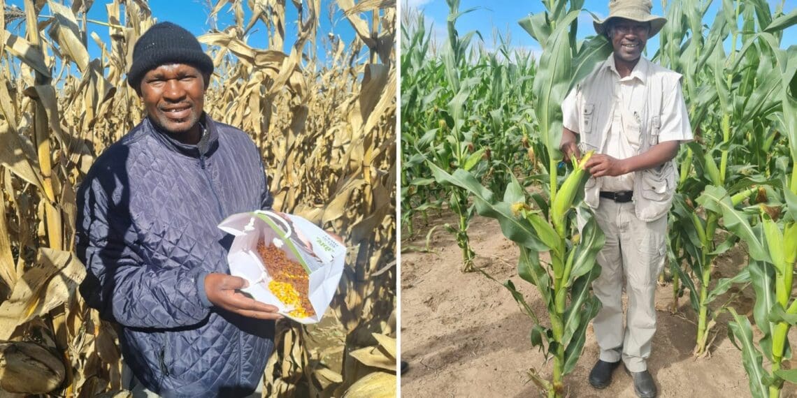 Reggie Kambule from Villiers in the Free State runs a 185 hectare farm where he breeds livestock and cultivates maize. Photo:Supplied/Food For Mzansi