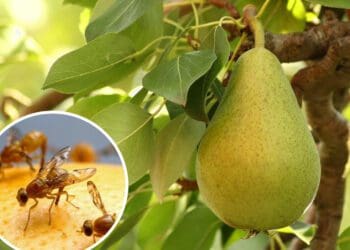 A new lab in Stellenbosch will allow scientists to develop and test for fruit quality and insect mortality simultaneously. Photos: Supplied/Food For Mzansi