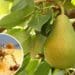 A new lab in Stellenbosch will allow scientists to develop and test for fruit quality and insect mortality simultaneously. Photos: Supplied/Food For Mzansi