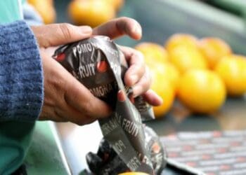 Pomona Fruit is still sending produce to Russia, where a lucrative gap has developed since the start of the war with Ukraine. Photo: Supplied/Food For Mzansi
