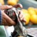 Pomona Fruit is still sending produce to Russia, where a lucrative gap has developed since the start of the war with Ukraine. Photo: Supplied/Food For Mzansi