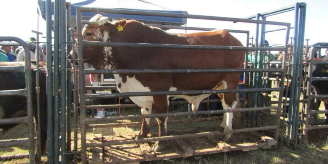 The prize bull at the historic auction sold for over R17 000. Photo: Supplied/Food For Mzansi