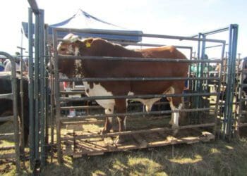 The prize bull at the historic auction sold for over R17 000. Photo: Supplied/Food For Mzansi