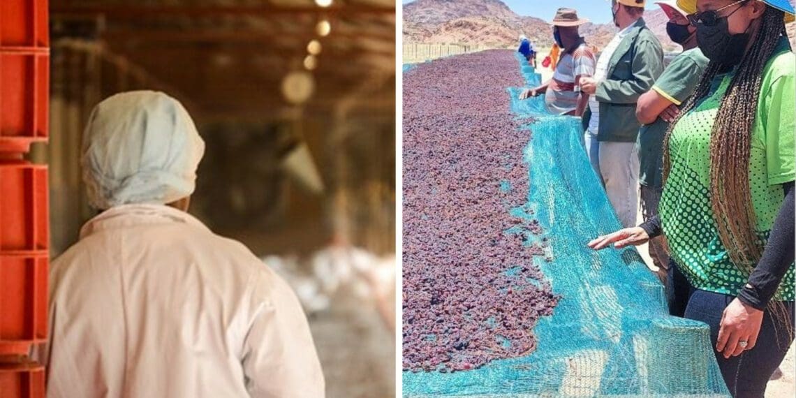 Warrenton Super Chicken and raisin farming in the Northern Cape were two of the projects MEC Mase Manopole zoomed into during her budget speech on Tuesday (21 June 2022). Photos: Supplied/Food For Mzansi