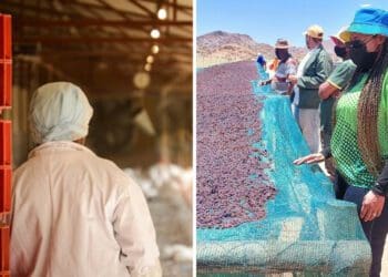 Warrenton Super Chicken and raisin farming in the Northern Cape were two of the projects MEC Mase Manopole zoomed into during her budget speech on Tuesday (21 June 2022). Photos: Supplied/Food For Mzansi