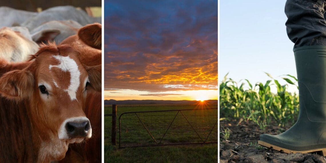 VKB believes in providing a complete package of support to the 120 livestock and crop farmers whom they assist. Photos: Supplied/Food For Mzansi
