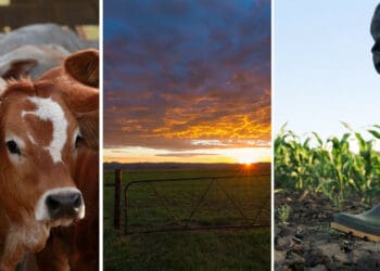 VKB believes in providing a complete package of support to the 120 livestock and crop farmers whom they assist. Photos: Supplied/Food For Mzansi