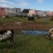 A farmer’s cattle graze near homes in Missonvale township in Gqeberha, Eastern Cape. Photos: Mkhuseli Sizani
