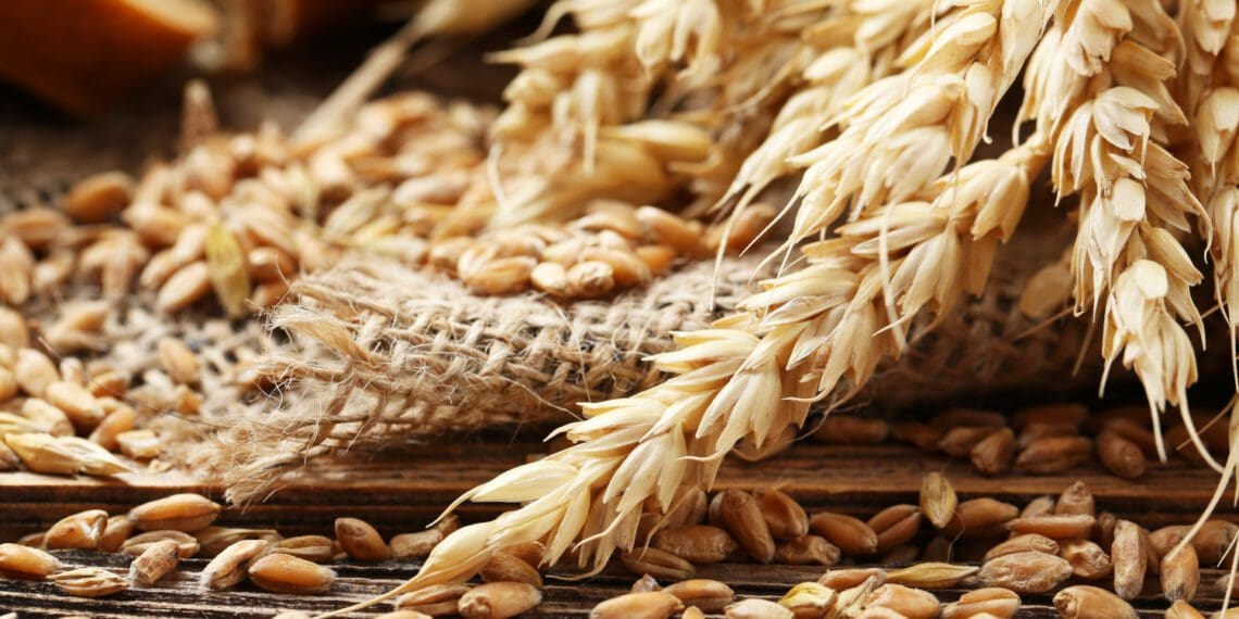 The 2022-2023 global rice production is estimated at 503 million tonnes, roughly unchanged from January estimates. Photo: Supplied/Food For Mzansi