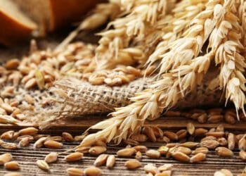 The 2022-2023 global rice production is estimated at 503 million tonnes, roughly unchanged from January estimates. Photo: Supplied/Food For Mzansi