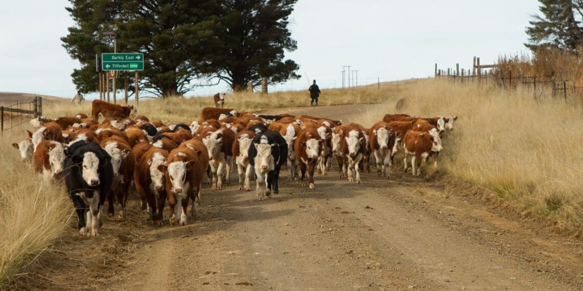 Buying a farm in South Africa is not getting any cheaper. Experts say buyers are more likely to opt for farms in remote areas. Photo: Supplied/Food For Mzansi