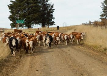 Buying a farm in South Africa is not getting any cheaper. Experts say buyers are more likely to opt for farms in remote areas. Photo: Supplied/Food For Mzansi