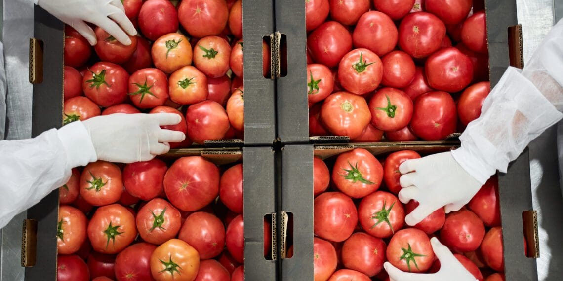 Some tomato producers have opted not to plant in the risky winter season, while others suffered cold damage. The result? Low volumes and high prices. Photo: Supplied/Food For Mzansi