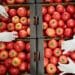 Some tomato producers have opted not to plant in the risky winter season, while others suffered cold damage. The result? Low volumes and high prices. Photo: Supplied/Food For Mzansi
