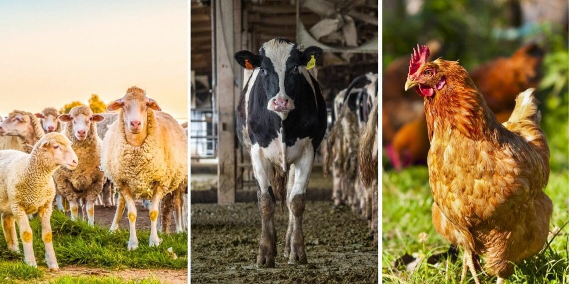 For the past two years South Africa's agricultural sector experienced strong growth, with expansion in all sub-sectors. However, this year will be a bit different. Photo: Supplied/Food For Mzansi