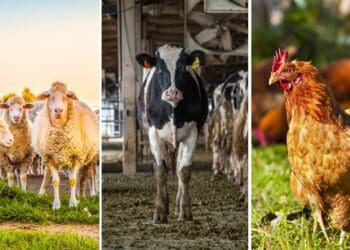For the past two years South Africa's agricultural sector experienced strong growth, with expansion in all sub-sectors. However, this year will be a bit different. Photo: Supplied/Food For Mzansi