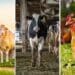 For the past two years South Africa's agricultural sector experienced strong growth, with expansion in all sub-sectors. However, this year will be a bit different. Photo: Supplied/Food For Mzansi