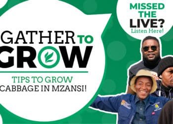 This week's Gather To Grow session featured Njabulo Maseko, mixed farmer in Mpumalanga, Lufano Netshikhudini from anointed farming trade and projects, Leshalagae Mojapelo of BK Agric Traders in Polokwane, and poultry and crop farme, Taetso Tsebogo. Photo: Supplied/Food For Mzansi