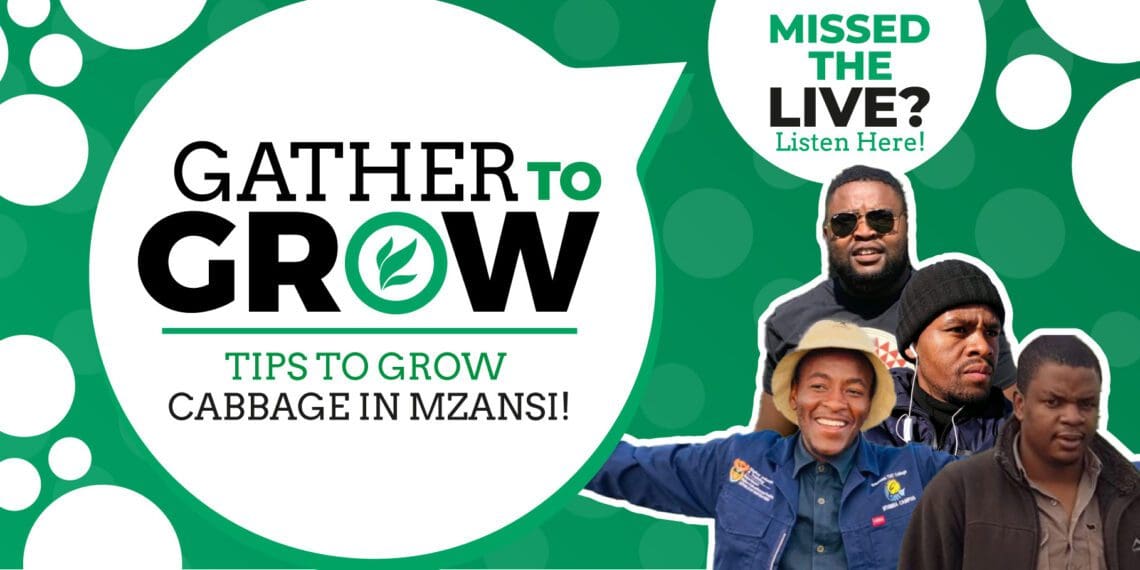 This week's Gather To Grow interactive session on Twitter has farmers and experts talking cabbage farming. Photo: Food For Mzansi