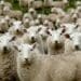 Agro-processing: A look into the wool industry