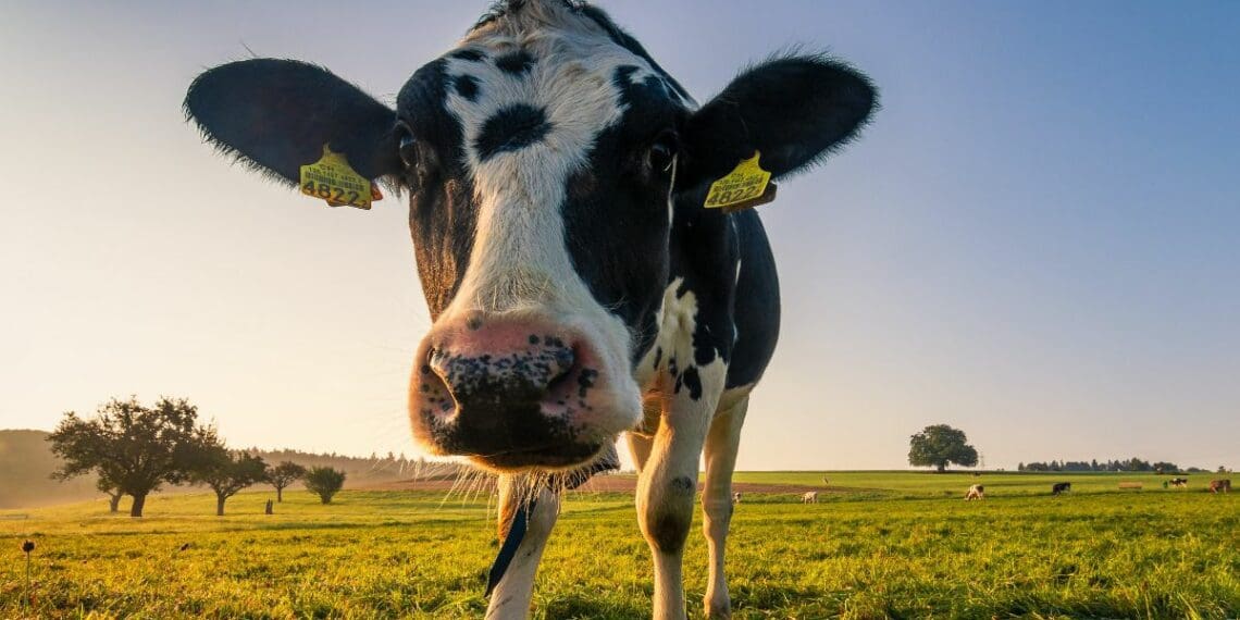 Trading is hosting a three-day dairy farming event aimed at emerging farmers. Photo: Supplied/Food for Mzansi