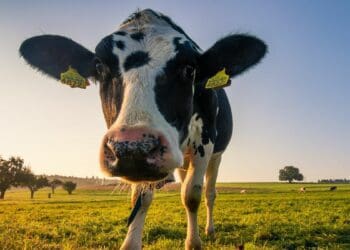 KZN event shining a light on the dairy industry