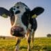 KZN event shining a light on the dairy industry