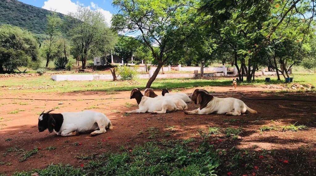 How this Limpopo vegetable farmer milked the market