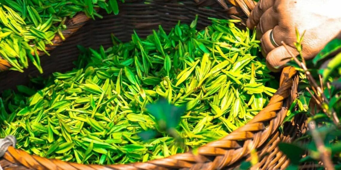 According to Kenyatta, the over 650 000 smallholder tea farmers and the approximately 30% of Kenyans who work in the broader agricultural sector will have more hope as a result of the tea subsector's stronger performance this year. Photo: Pixabay