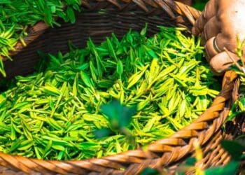 According to Kenyatta, the over 650 000 smallholder tea farmers and the approximately 30% of Kenyans who work in the broader agricultural sector will have more hope as a result of the tea subsector's stronger performance this year. Photo: Pixabay