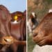 Beef and dairy cattle, small stock, pigs and goats will be covered at the expo in October. Photos: Supplied/Food For Mzansi