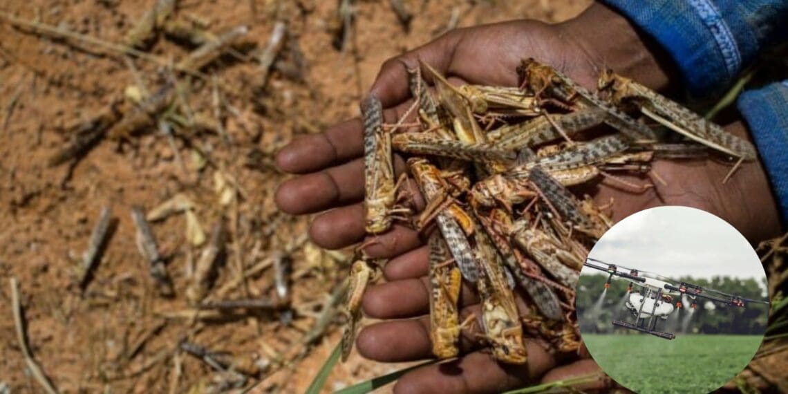 In South Africa, going forward, cutting edge software will be used to track locusts in the country. Photo: Supplied/Food For Mzansi