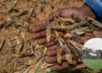 In South Africa, going forward, cutting edge software will be used to track locusts in the country. Photo: Supplied/Food For Mzansi