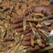 In South Africa, going forward, cutting edge software will be used to track locusts in the country. Photo: Supplied/Food For Mzansi