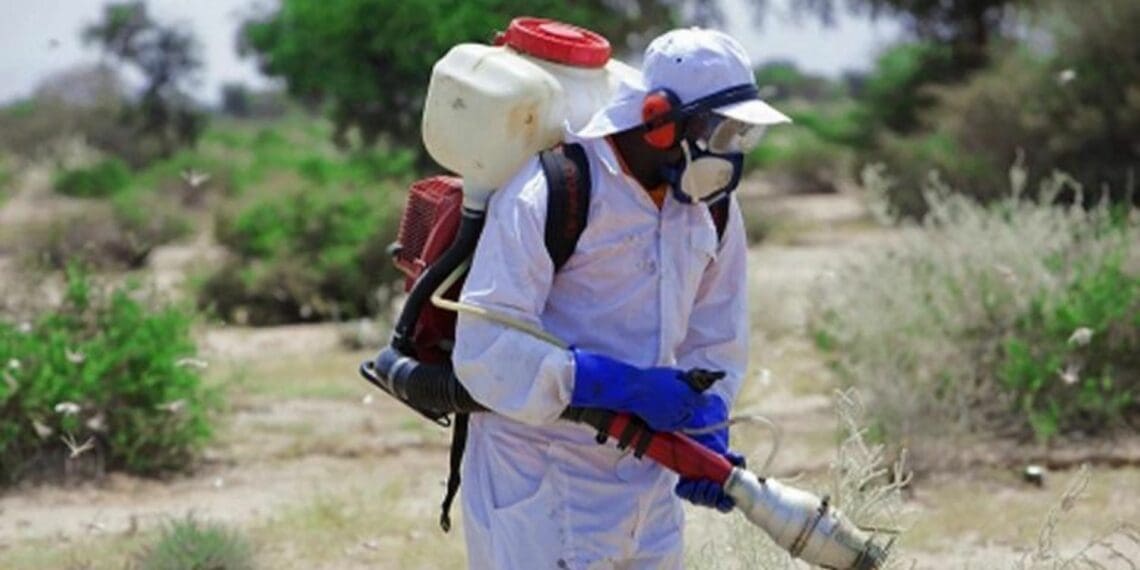 The UN Food and Agriculture Organisation (FAO) recommends the spraying of fungus-based biopesticides to kill locust swarms. Currently, South Africa is using chemical pesticides. Photo: Supplied/Isak Amin/FAO